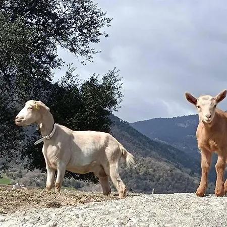 El Niuet De Cal Cacuet, La Teva Escapada Rural. Apartamento Aviá